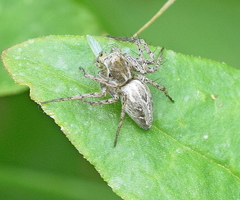 Oxyopes heterophthalmus