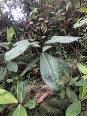 Schwartzia petersonii