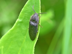 Melanotus punctolineatus