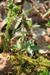 Cardamine maxima