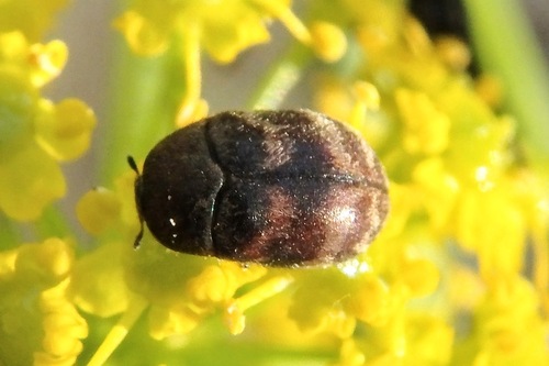 Attagenus hirtulus