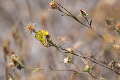 Colias harfordii