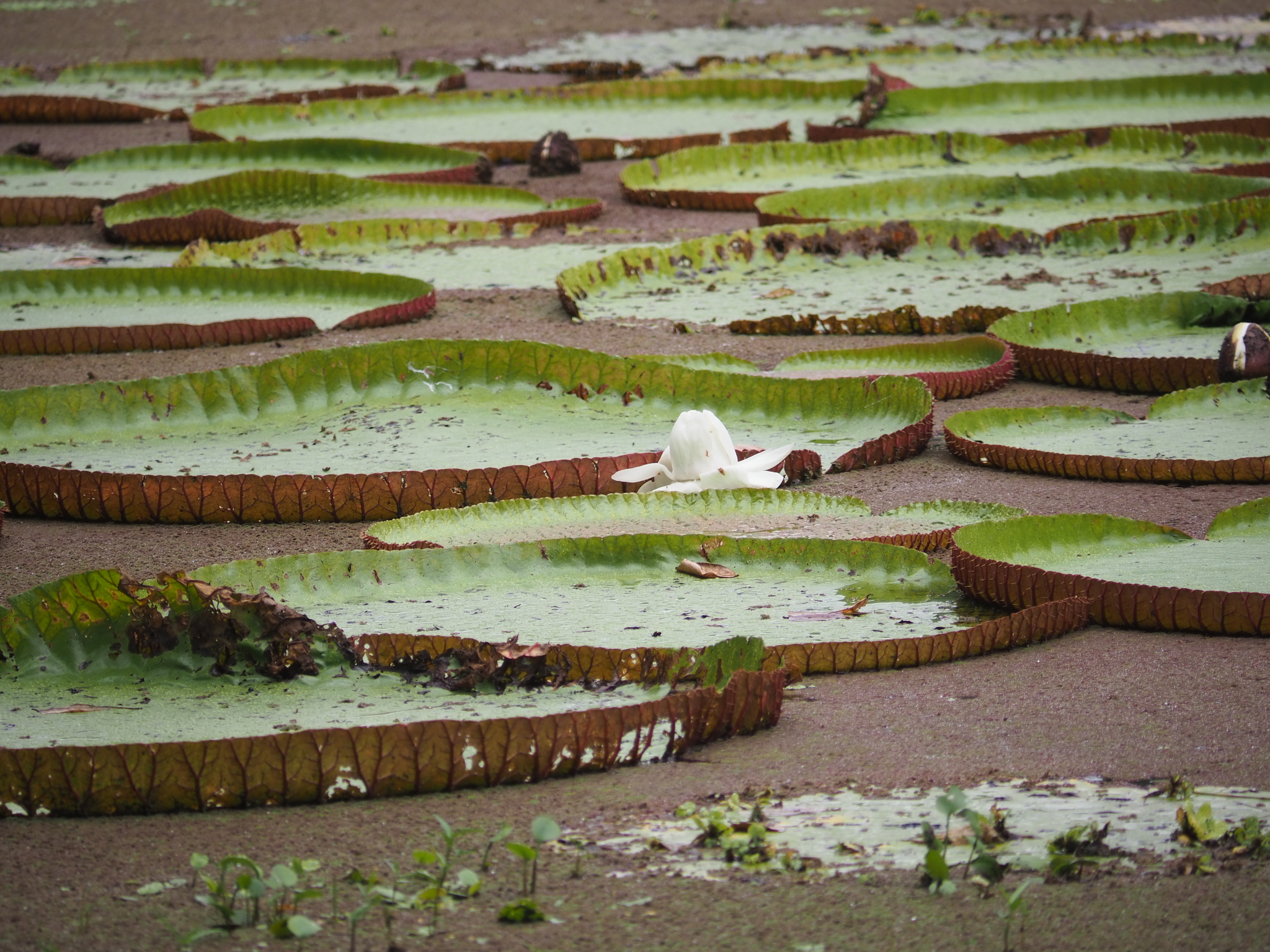 Imagem de Vitória-régia