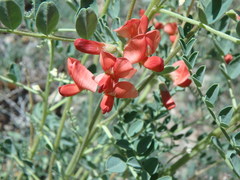 Sphaerophysa salsula