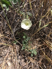 Calystegia collina venusta
