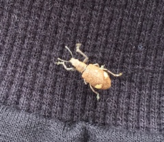 Mimographus