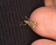 Mimographus