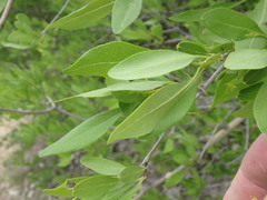 Forestiera pubescens pubescens