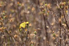 Colias harfordii