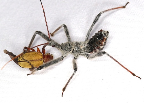 North American Wheel Bug, photo 10 of 10