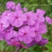 Thickleaf Phlox - Photo (c) Alvin Diamond, some rights reserved (CC BY-NC), uploaded by Alvin Diamond