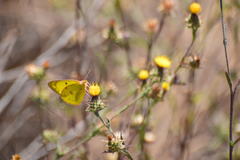 Colias harfordii