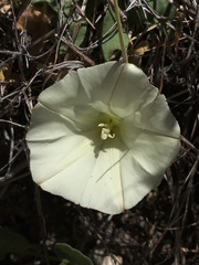 Calystegia collina venusta
