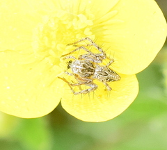 Oxyopes heterophthalmus