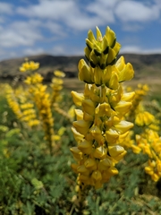 Lupinus densiflorus densiflorus