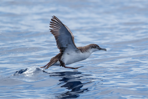 Puffin yelkouan