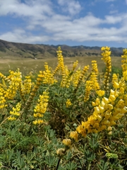 Lupinus densiflorus densiflorus