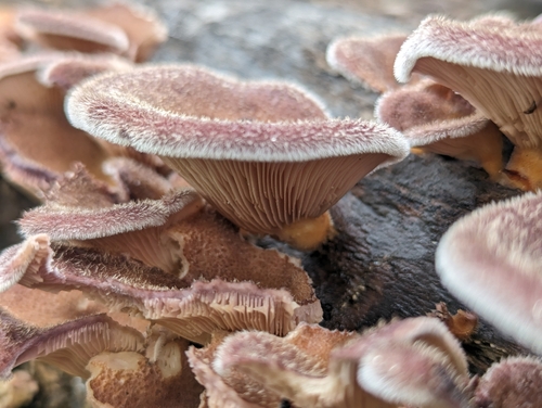 Hairy Oyster Mushroom