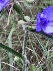 Tradescantia reverchonii