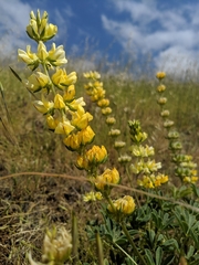 Lupinus densiflorus densiflorus