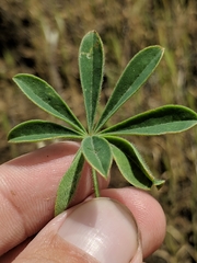 Lupinus densiflorus densiflorus
