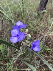 Tradescantia reverchonii