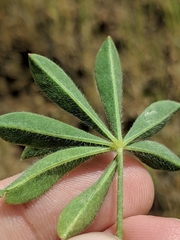 Lupinus densiflorus densiflorus