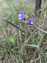 Tradescantia reverchonii