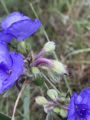 Tradescantia reverchonii
