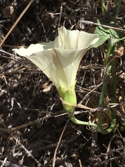 Calystegia collina venusta