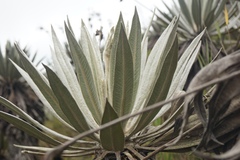 Espeletia grandiflora