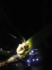 Dendropsophus nanus
