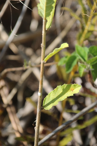 Image of Ficus pygmaea by no rights reserved