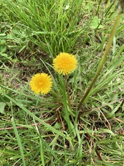 Taraxacum