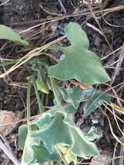 Calystegia collina venusta