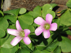 Ionoxalis