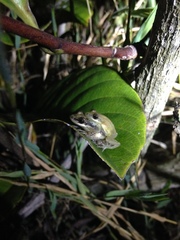 Scinax fuscomarginatus