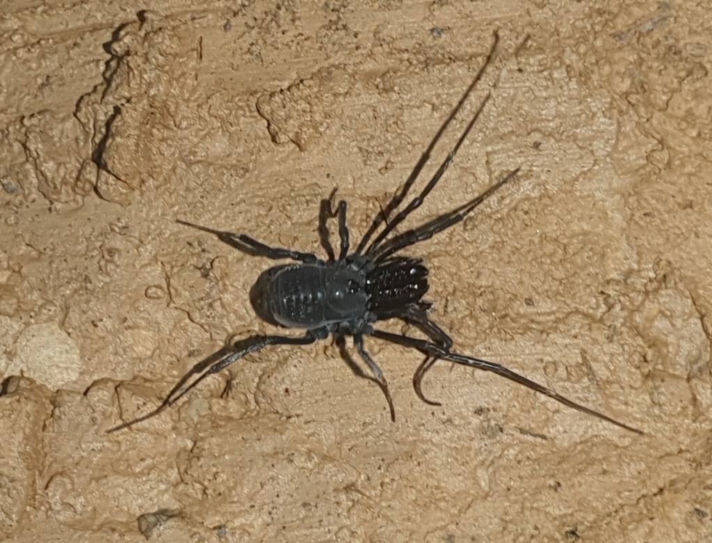 Ischyropsalis adamii