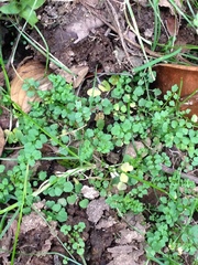 Cardamine ovata