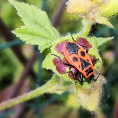 Pyrrhocoris apterus