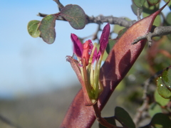 Bauhinia ramosissima