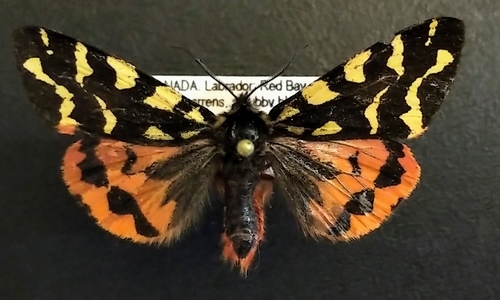 Lapland Tiger Moth