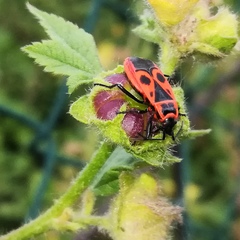 Pyrrhocoris apterus