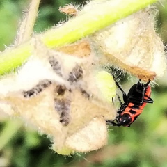 Pyrrhocoris apterus