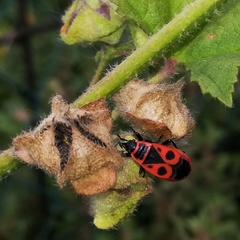 Pyrrhocoris apterus
