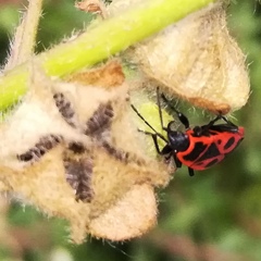 Pyrrhocoris apterus