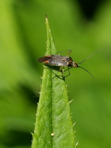 Trivial plant bug photo 3