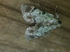 Epipaschia superatalis