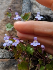 Cymbalaria muralis