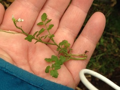 Cardamine ovata
